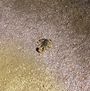 Kein Text vorhanden. Ein Skorpion befindet sich auf grobkörnigem Sand, in hellem Licht beleuchtet.