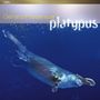 Gerard Presencer (geb. 1972): Platypus, CD