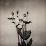 Ein Schwarz-Weiß-Bild von Blumen, wahrscheinlich Rosen, mit mehreren Knospen und Blättern, vor einem einfachen Hintergrund.