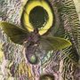 The Mothmen: Pay Attention! (Remastered + Expanded), CD