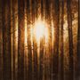In Mourning: Echoes (Limited Edition), LP,LP,LP