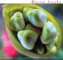 Fiona Apple: Extraordinary Machine, LP