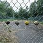 Vier Bälle klemmen in einem Maschendrahtzaun, dahinter ein leerer, überwucherter Tennisplatz.