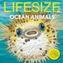 Sophy Henn: Lifesize Ocean Animals, Buch