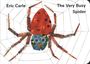 Eric Carle: The Very Busy Spider, Buch