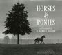 Text: "Horses & Ponies. Photography of A. Aubrey Bodine. Jennifer B. Bodine. Foreword by Ross Peddicord." Ein Baum und ein Pferd.