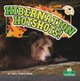 Tracy Vonder Brink: Hibernation Hotshots!, Buch