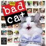 Harry Prichett: Bad Cat Wall Calendar 2025, KAL