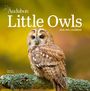Workman Calendars: Audubon Little Owls Mini Wall Calendar 2026, KAL
