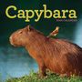 : Capybara Wall Calendar 2026, KAL