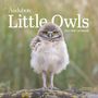 „Audubon Little Owls 2027 Mini Calendar.“ Eine junge Eule steht auf einem Felsen vor unscharfem Hintergrund.