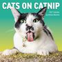 "CATS ON CATNIP, 2027 Calendar by Andrew Marttila" zeigt eine Katze mit herausgestreckter Zunge voller Katzenminze.