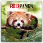 Carousel Calendar: Red Panda - Rote Pandas - Rote Pandabären 2024, KAL