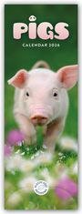 Carousel Calendar: Pigs - Ferkel - Schweinchen 2026 - Slimline-Kalender, KAL