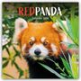 Carousel Calendar: Red Panda - Rote Pandas - Rote Pandabären 2026 - Wand-Kalender, KAL