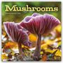 Carousel Calendar: Mushrooms - Pilze 2026 - Wand-Kalender, KAL