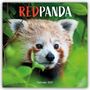 Carousel Calendar: Red Panda - Rote Pandas - Rote Pandabären 2027 - Wand-Kalender, KAL