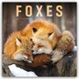 Carousel Calendar: Foxes - Füchse 2027 - Wand-Kalender, KAL