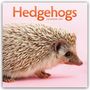 Carousel Calendar: Hedgehogs - Igel 2027 - Wand-Kalender, KAL