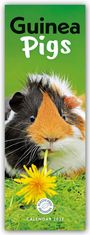 Carousel Calendar: Guniea Pigs - Meerschweinchen 2027 - Slimline-Kalender, KAL