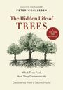 Peter Wohlleben: The Hidden Life of Trees, Buch