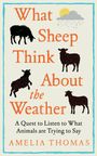 Amelia Thomas: What Sheep Think About the Weather, Buch