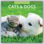 Red Robin Publishing Ltd.: Cats & Dogs 2024 Square Wall Calendar, Buch