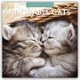 Robin Red: Adorable Cats - Liebenswerte Katzen 2025 - 16-Monatskalender, KAL