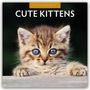 Robin Red: Cute Kittens - Niedliche Kätzchen 2025 - 16-Monatskalender, KAL