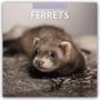 : Ferrets - Frettchen 2025 - 16-Monatskalender, KAL