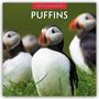 : Puffins - Papageitaucher 2025 - 16-Monatskalender, KAL