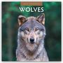 Robin Red: Wolves - Wölfe 2025 - 16-Monatskalender, KAL
