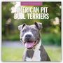 : American Pit Bull Terriers - American Pit Bull Terrier 2025 - 16-Monatskalender, KAL