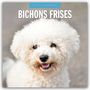 : Bichon Frisés - Bichon Frisé 2025 - 16-Monatskalender, KAL