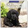 Red Robin: Black Labrador Retriever Puppies 2025 Square Wall Calendar, Buch