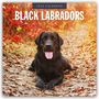 : Black Labrador Retrievers - Schwarze Labrador Retriever 2025 - 16-Monatskalender, KAL