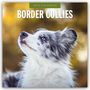 : Border Collies - Border Collie 2025 - 16-Monatskalender, KAL