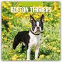 : Boston Terriers - Boston Terrier 2025 - 16-Monatskalender, KAL