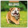 : Bulldogs - Bulldoggen 2025 - 16-Monatskalender, KAL