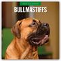 : Bullmastiffs - Bullmastiff 2025 - 16-Monatskalender, KAL