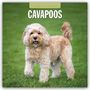 : Cavapoos - Cavapoo 2025 - 16-Monatskalender, KAL