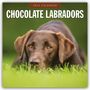 : Chocolate Labrador Retrievers - Schokoladenbraune Labrador Retriever 2025 - 16-Monatskalender, KAL