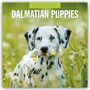 : Dalmatian Puppies - Dalmatiner Welpen 2025 - 16-Monatskalender, KAL