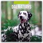 : Dalmatians - Dalmatiner 2025 - 16-Monatskalender, KAL