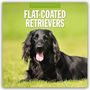 : Flat-Coated Retrievers - Flat Coated Retriever 2025 - 16-Monatskalender, KAL