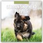 : German Shepherd Puppies - Deutsche Schäferhunde Welpen 2025 - 16-Monatskalender, KAL