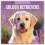 : Golden Retrievers - Golden Retriever 2025 - 16-Monatskalender, KAL