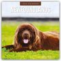 : Newfoundlands - Neufundländer 2025 - 16-Monatskalender, KAL