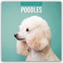 Red Robin: Poodles 2025 Square Wall Calendars, Buch