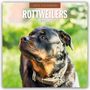 : Rottweilers - Rottweiler 2025 - 16-Monatskalender, KAL